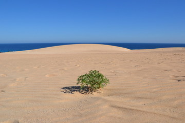 One single green plant at the sand dunes - at Parque Natural de Corralejo at Fuerteventura, Canary Islands, Spain