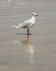 Gabbiano bianco e grigio sulla spiaggia