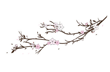 Sakura cherry blossom illustration