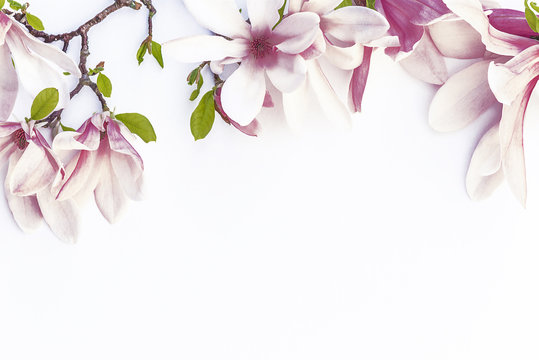 Fototapeta Beautiful magnolia flowers/Magnolia and peach flowers on white background with copy space
