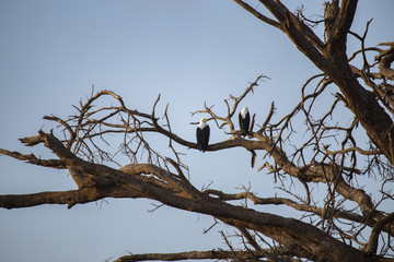 Two African Fish eagles perched on a tree 