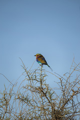 Lilac Breasted Roller perched on a branch