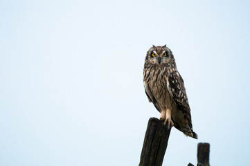 Hibou des marais