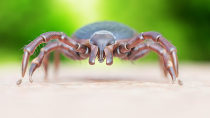3d rendered medically accurate illustration of a tick crawling on human skin