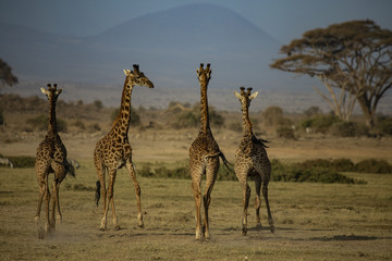 Four Giraffes Running Away