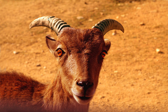 Close up of a  brow goat from mountains . Brown goat portrait on natural background. Mammal outdoors. 