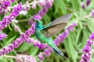 Hummingbird(Trochilidae)Flying gems