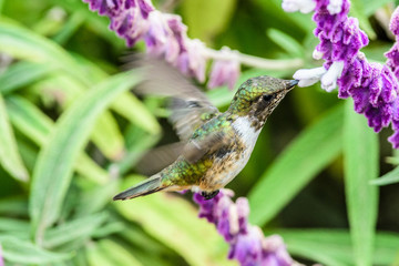 Hummingbird(Trochilidae)Flying gems