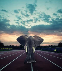Zelfklevend Fotobehang An elephant on the running track © allvision