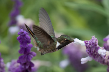 Hummingbird(Trochilidae)Flying gems