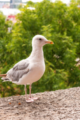White seagull on the wall with background of Tallinn old town, Estonia. Kohtuotsa viewing platform.