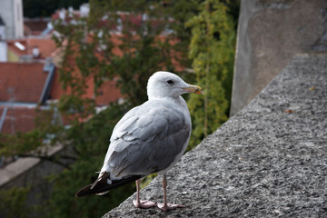 White seagull on the wall with background of Tallinn old town, Estonia. Kohtuotsa viewing platform.