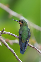 Hummingbird(Trochilidae)Flying gems