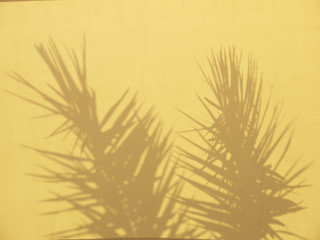 shadow of palm leaf on yellow canvas