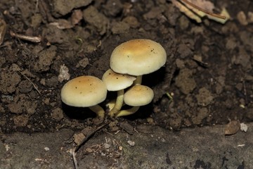 Fungo Hypholoma Fasciculare nel bosco