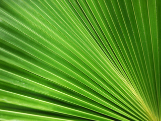 Texture of Green palm Leaf background