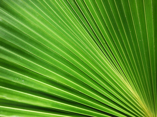 Obraz premium Texture of Green palm Leaf background