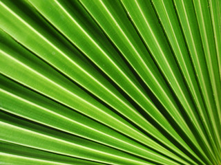 Obraz premium Texture of Green palm Leaf background