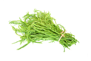 Climbing Wattle on white background