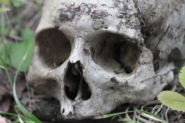 The remains of medieval warrior on the battlefield in autumn. Real human skull on nature grass field. Gothic background