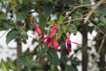 Obraz premium Flowers