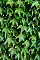 Hedge. "Boston ivy", "Wild grapes" on a concrete fence. Green curly bush as background.