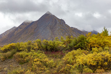 Fall colors in tundra, in Tombstone national park. Yukon, Canada