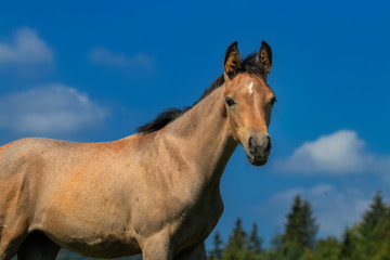 Fototapeta na wymiar Arabian foal standing on a hill in front of trees and blue sky