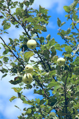 Ripe apple hanging on tree in garden