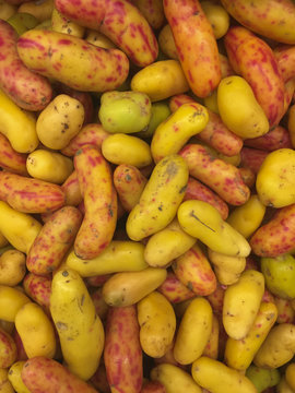 View of several Ollucos (Ullucus tuberosus)