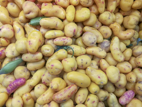 View of several Ollucos (Ullucus tuberosus)