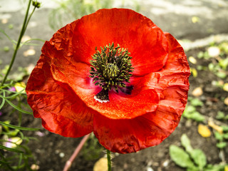 Poppy in garden.