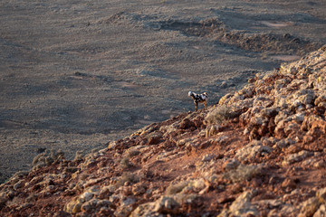 wild goat on the slope of a volcano