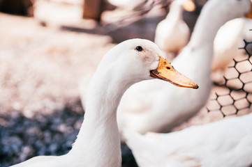 Close up white ducks head in rural free range farm, Thailand
