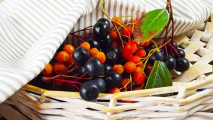 Red and black Rowan in a wicker basket.