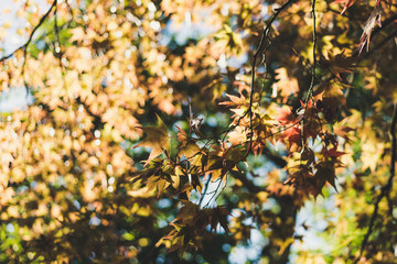 Fototapeta premium Leaves in the sunset