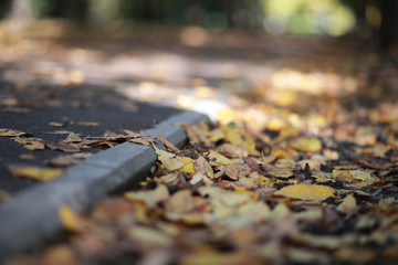 Autumn Park man walking along a path foliage