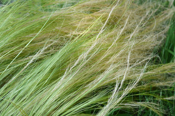 Pony tails grass