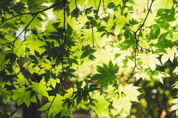 Fototapeta na wymiar Leaves in the sun
