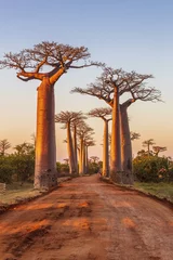 Fototapete Rund Afrika Avenue of the baobabs during sunset  © Reelistic