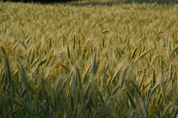 Getreide Feld