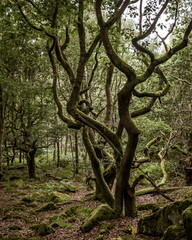 Twisting trees in the acient woodland