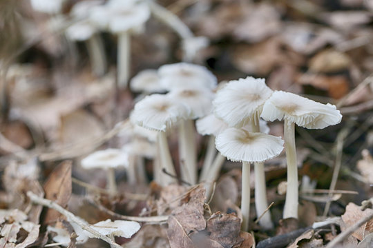 Small Termitomyces fuliginosus Heim on vegetable garden ground.