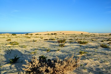 The sand dunes landscape at Parque Natural de Corralejo at Fuerteventura, Canary Islands, Spain