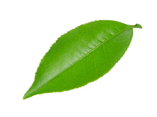 Fototapeta premium green tea leaf isolated on white background