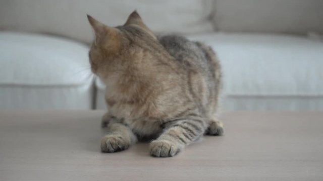 Cute cat lying on wooden table in living room slow motion 