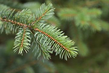 Blue spruce