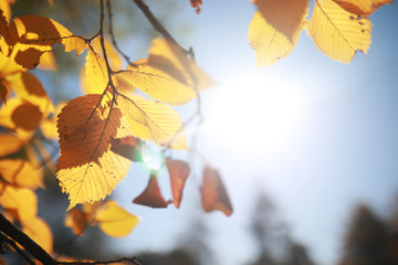 Obraz premium Autumn background in the park