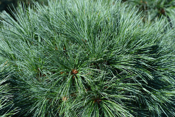 White pine Radiata