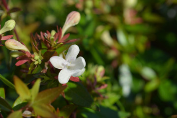 Obraz premium Glossy abelia